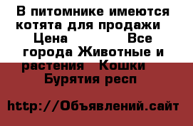 В питомнике имеются котята для продажи › Цена ­ 30 000 - Все города Животные и растения » Кошки   . Бурятия респ.